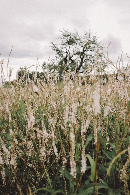 grasses that look like they are in the middle of a field