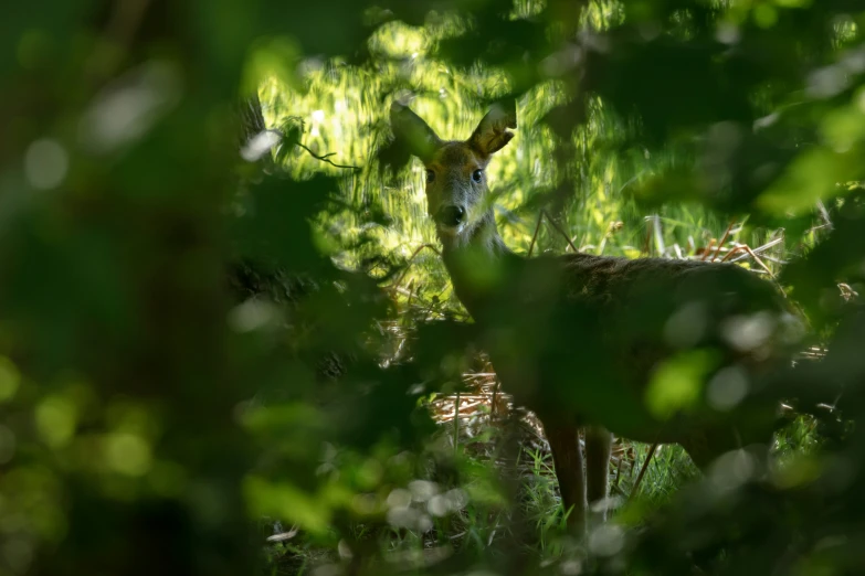 a deer peeking through the leaves of a tree