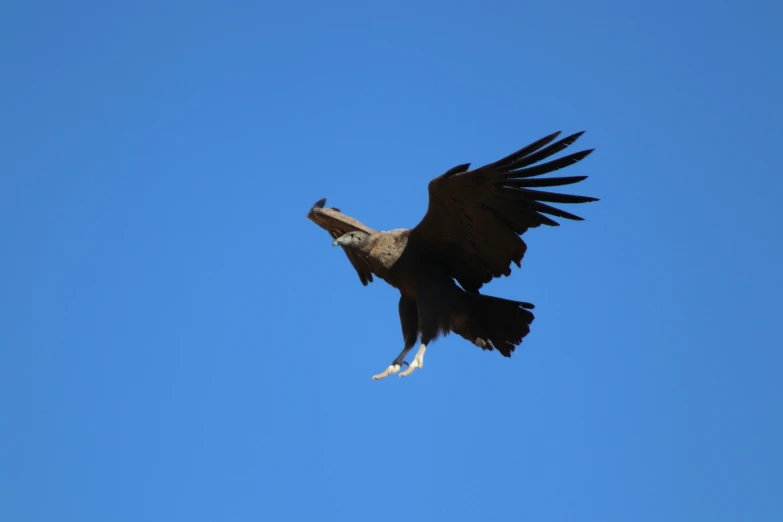 a very big pretty bird flying in the sky