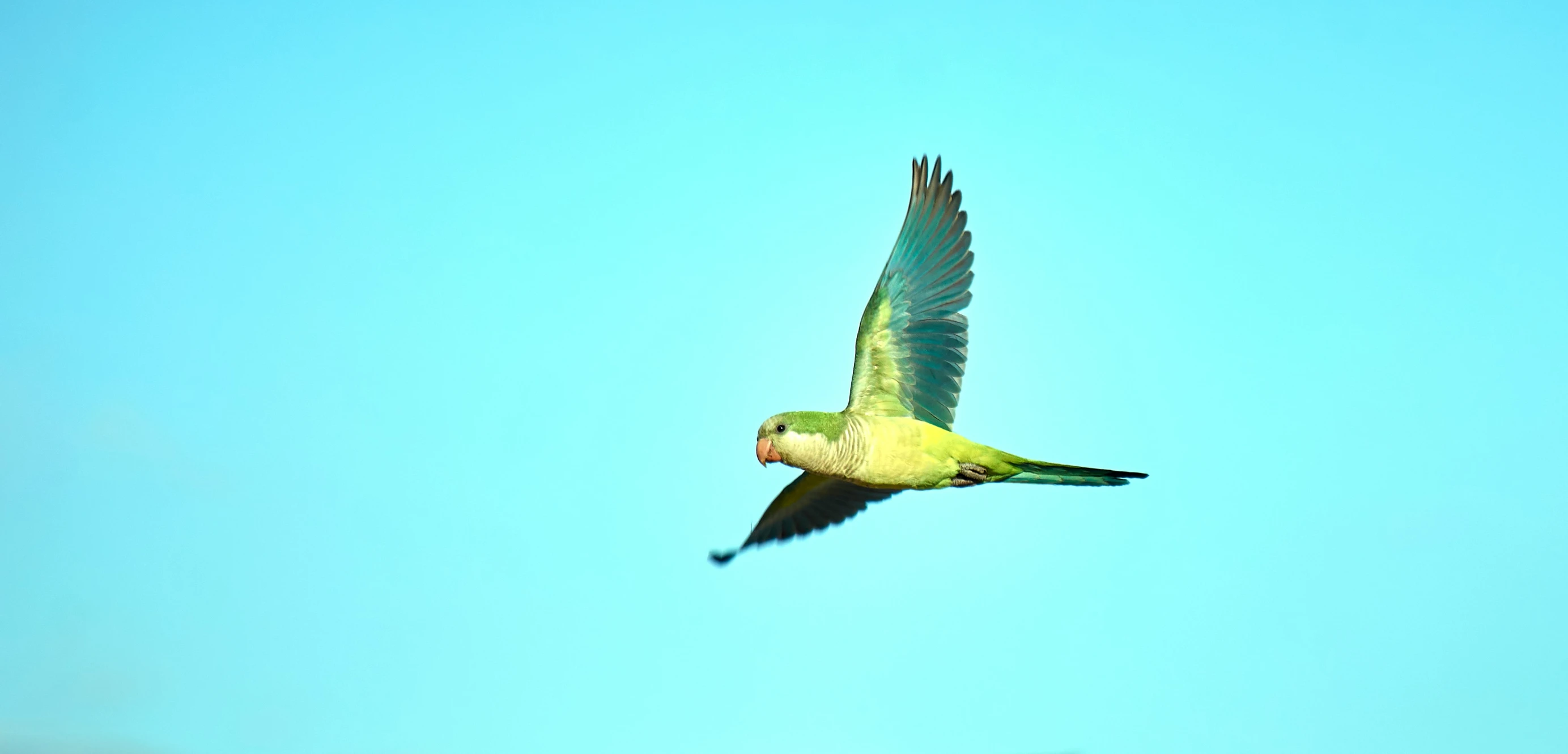 a small bird with its wings spread in the air