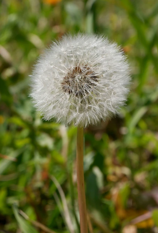 a dandelion is in the foreground and grass