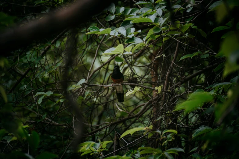 a bird perched in a tree on top of leaves