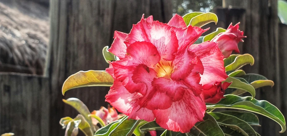 the large red flower is near the green leaves