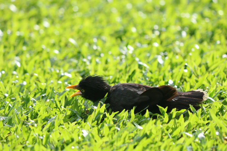 an adorable bird is laying down in the grass