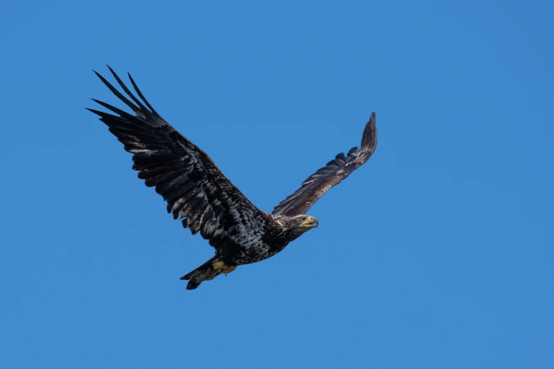 the bird is flying high in the blue sky