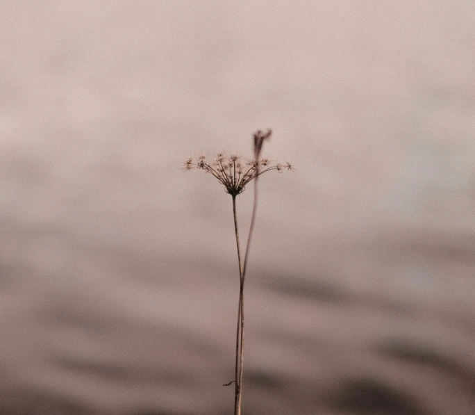 a flower on an ocean beach with a boat in the background