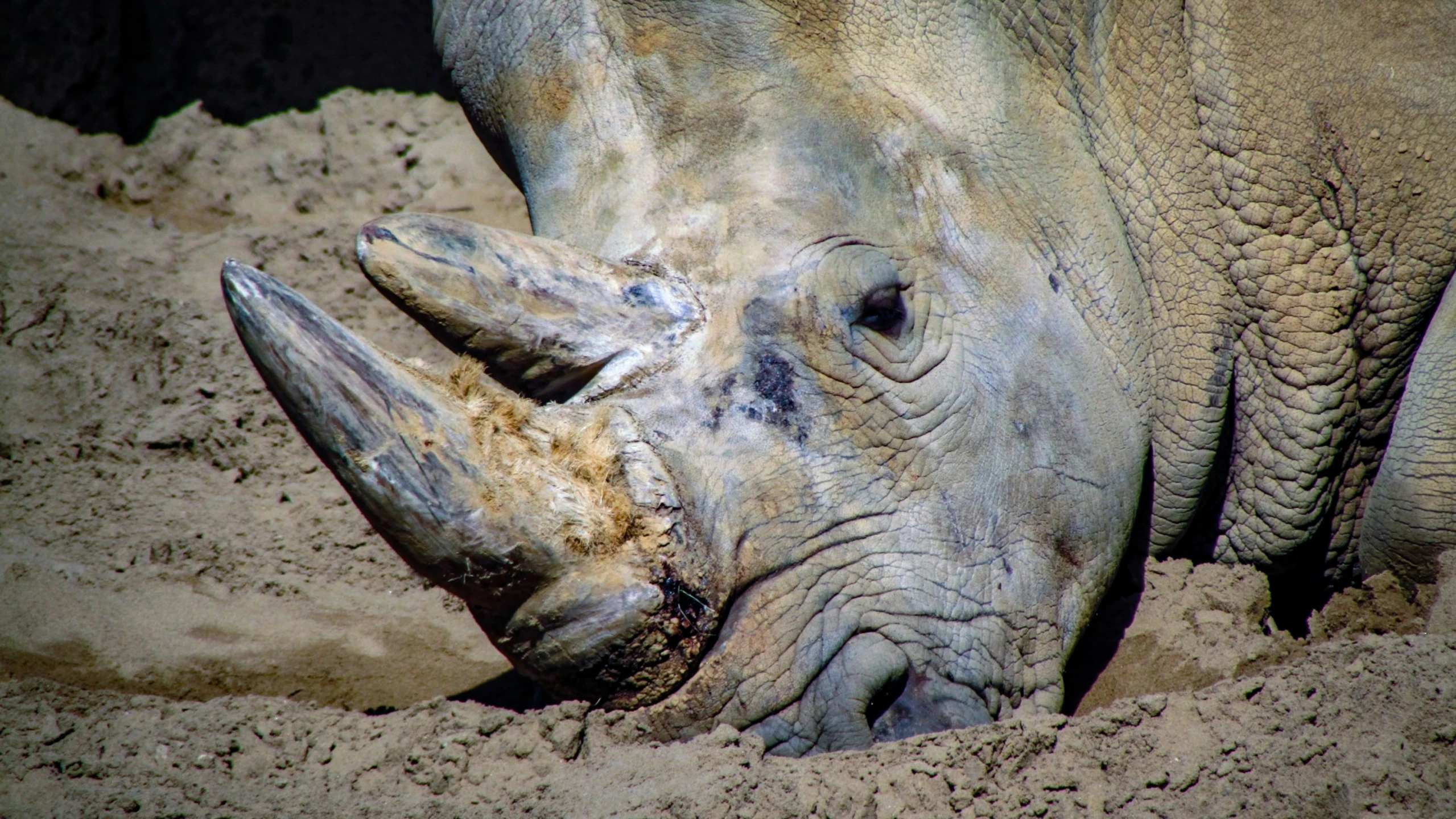 there is a rhino face lying down in the dirt
