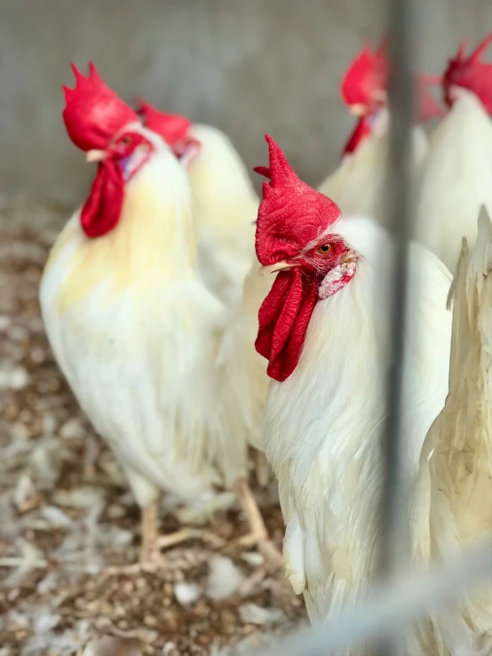 three roosters are standing in the yard behind a fence