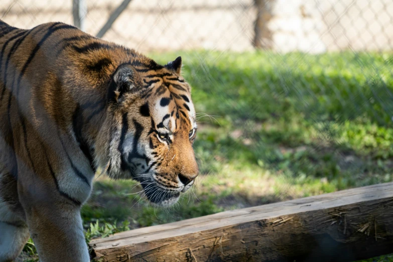 an tiger walking in grass on a sunny day