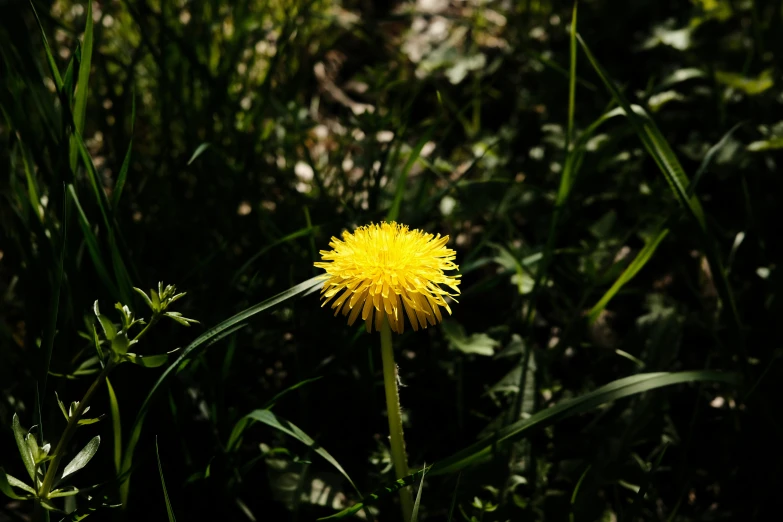 a single dandelion sitting in the middle of a field