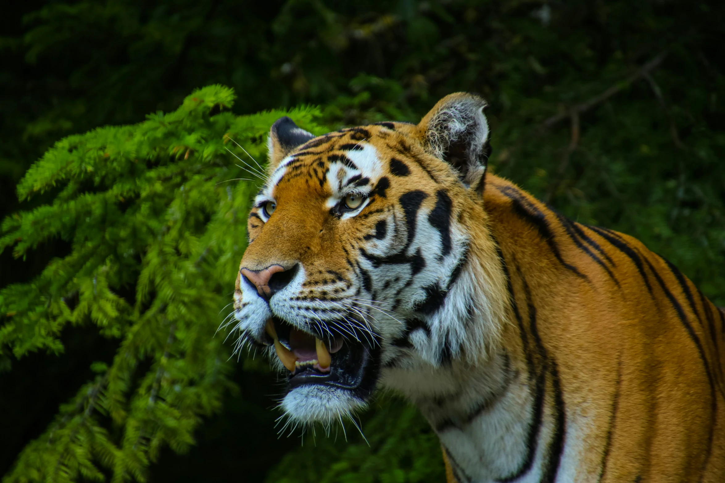 an image of a tiger that is snarling and onlookers