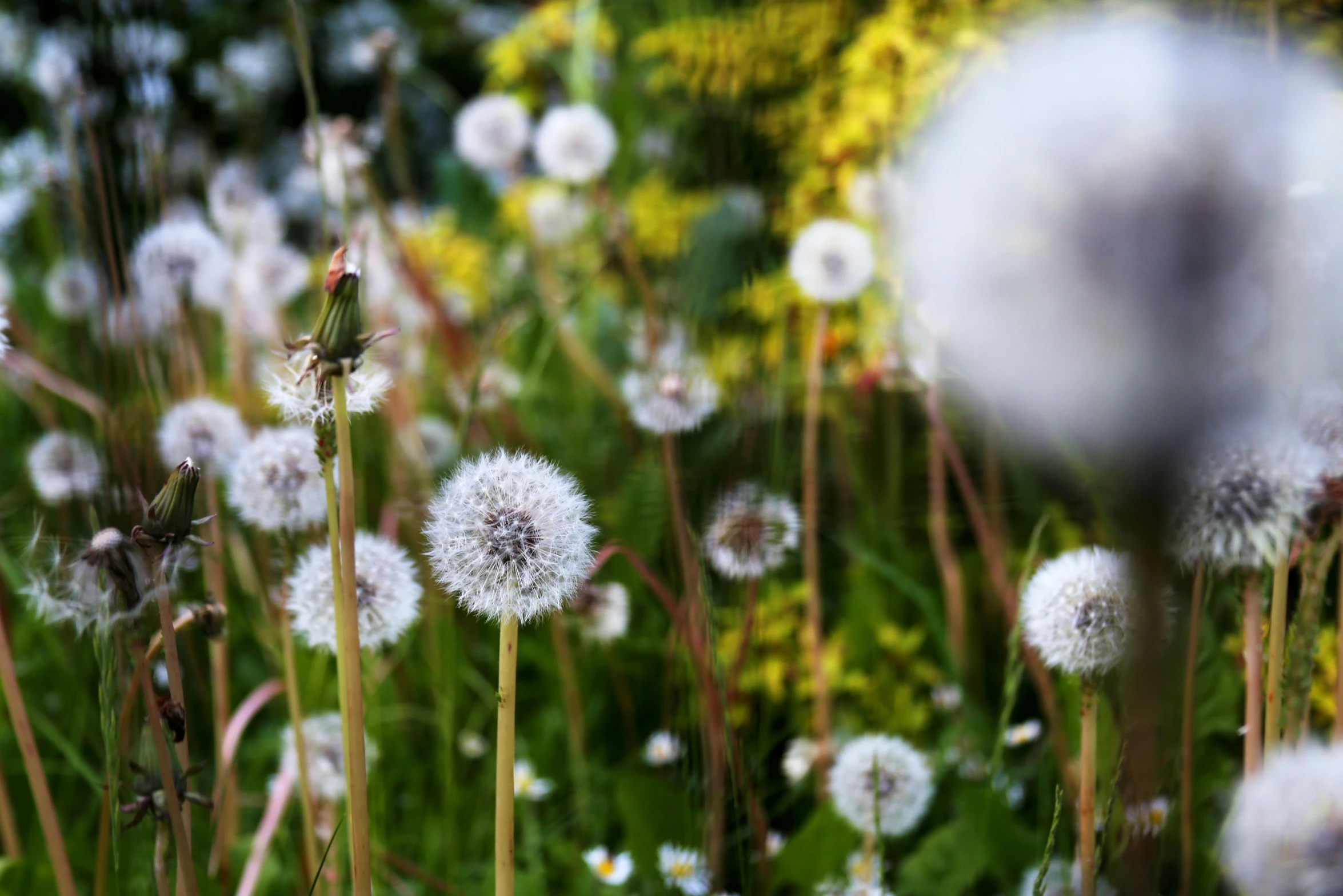 a field with grass and flowers with one plant in the middle