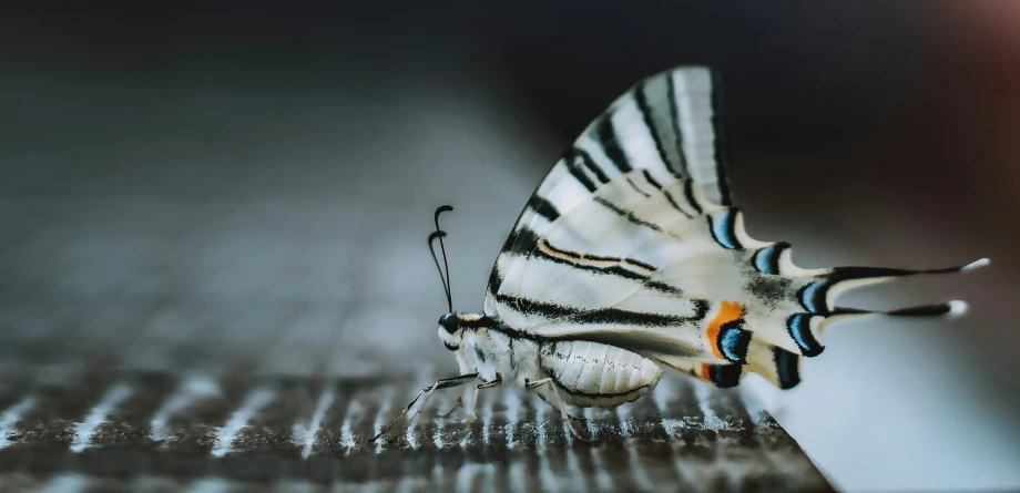 an orange and white erfly on top of a white strip