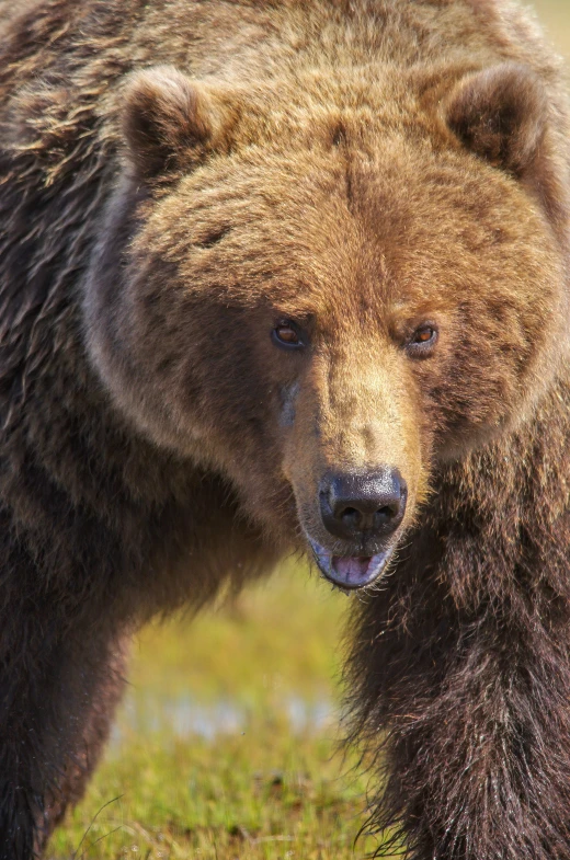 an adult brown bear is looking at the camera