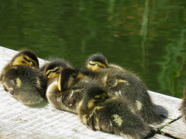 some baby ducklings are sitting by the water