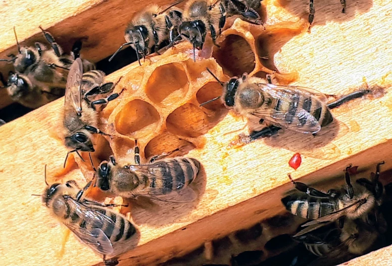 bees rest on their honey frames in the beehive