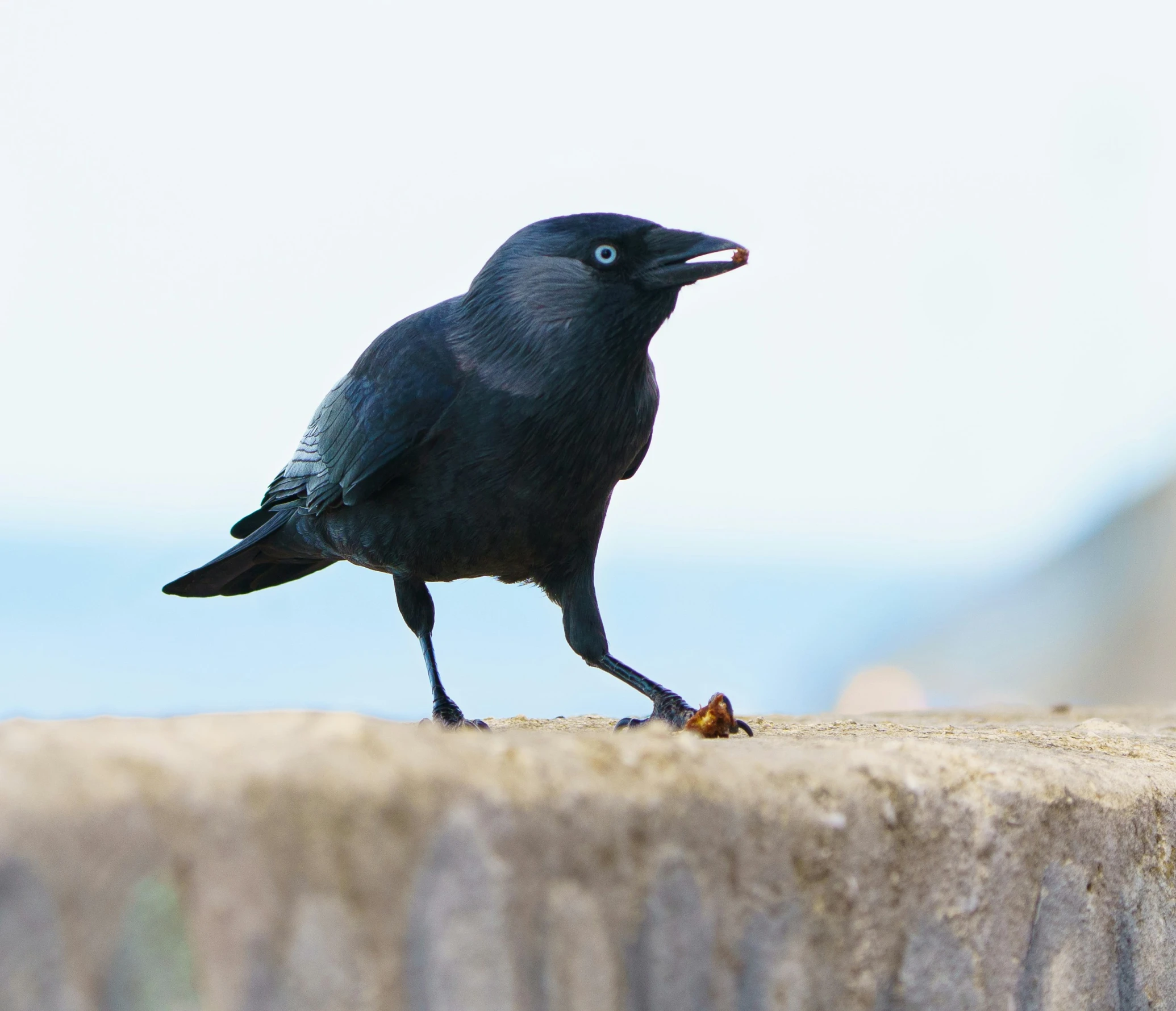 a black bird standing on the side of a wall