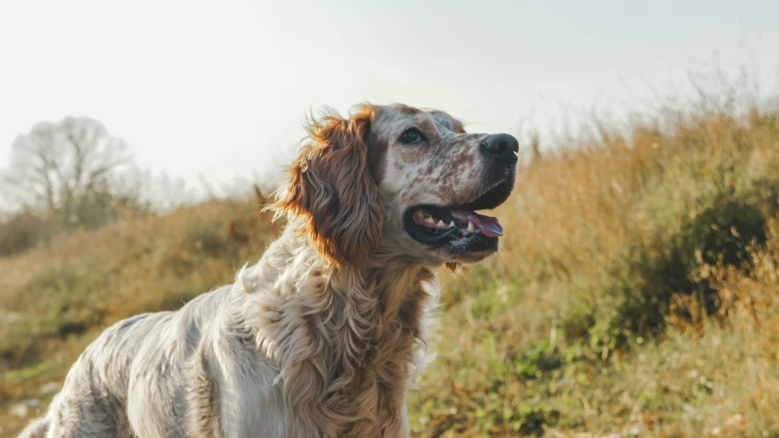 a dog in a field near tall brown grass