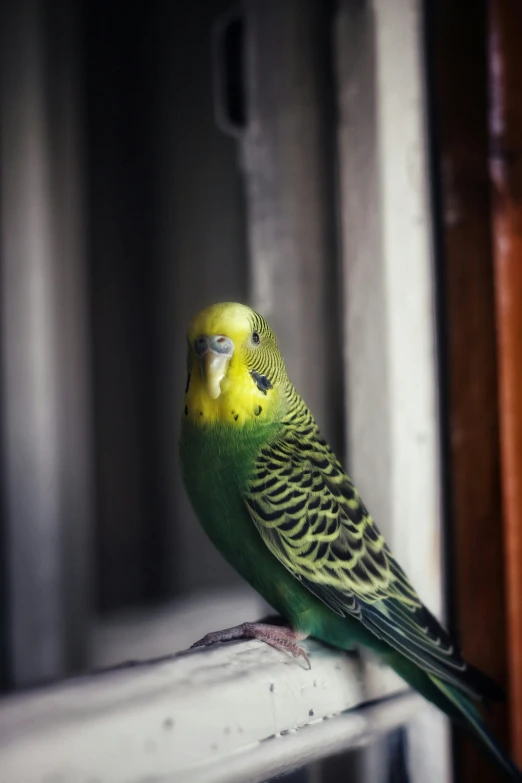 a green bird sits on top of the ledge