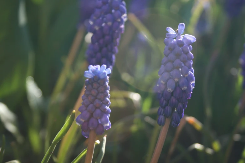 some blue flowers growing in the grass