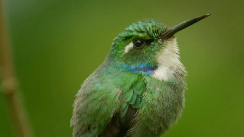 a green and white bird on top of a plant