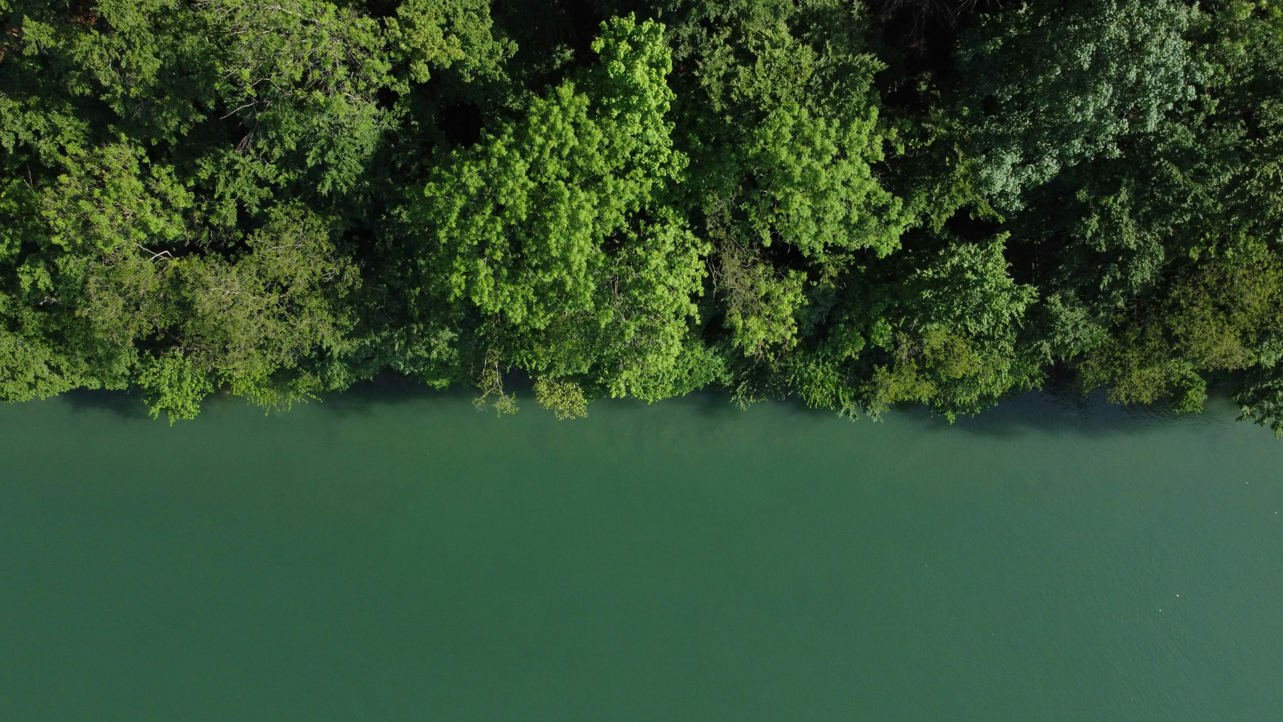 a lake surrounded by forest and green plants