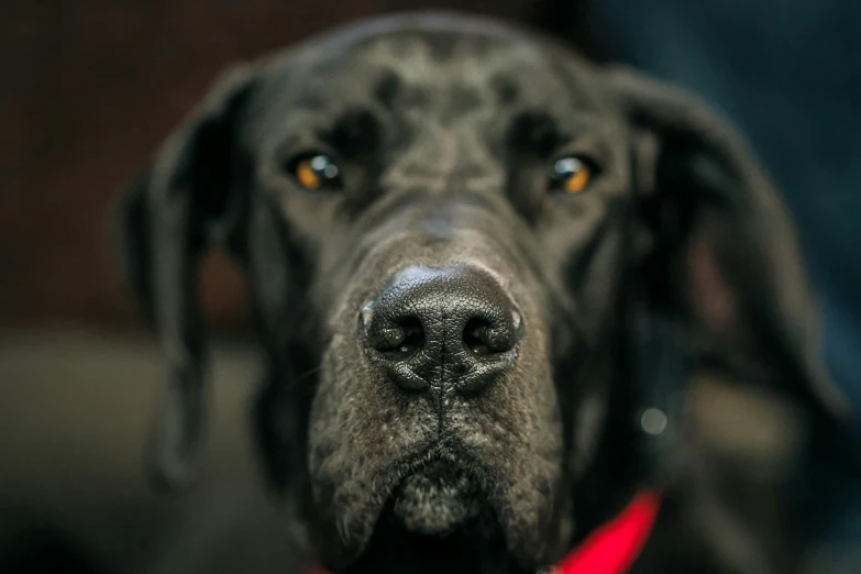 a black dog that is wearing a red collar