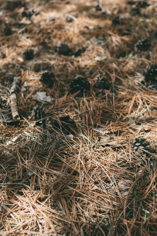 a patch of brown straw sitting in a pile of grass