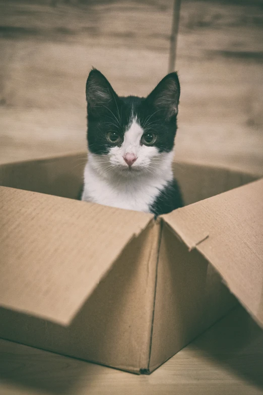 the cat is peeking out from in an empty cardboard box