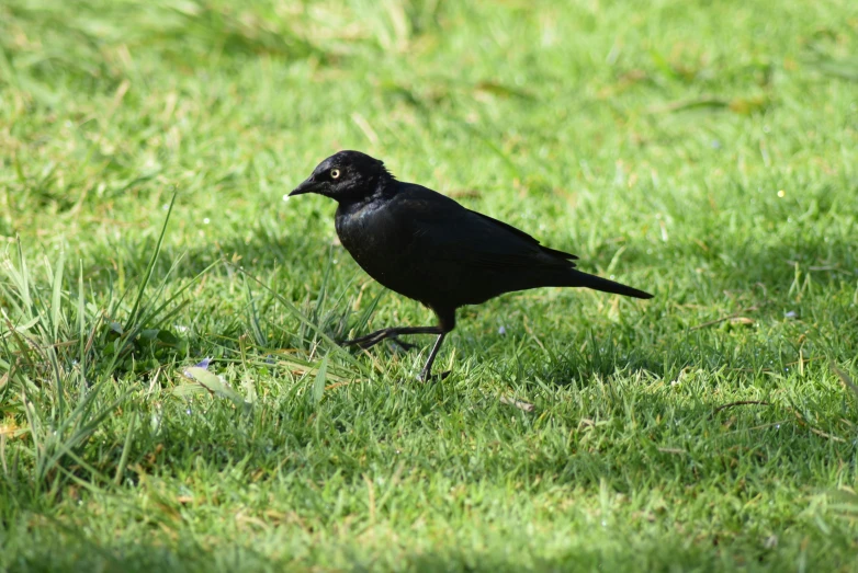 the black bird is standing in the grass