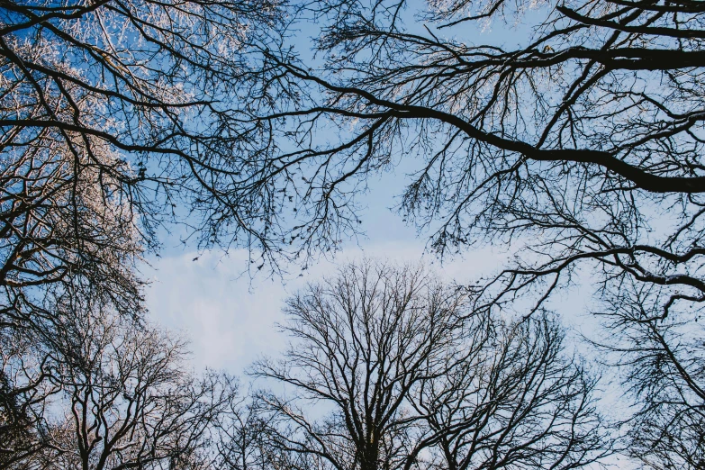 a view of trees with a sky background