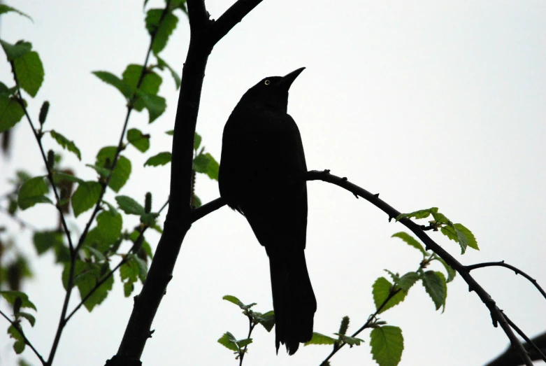 a small bird perched on a tree nch