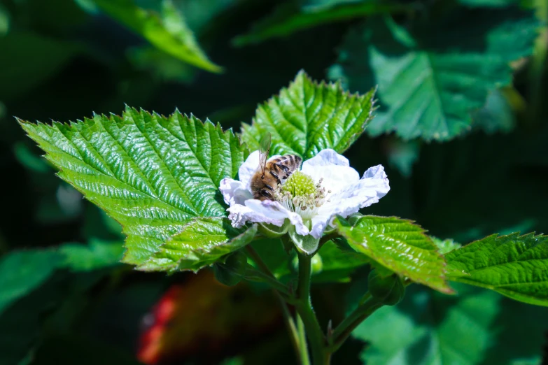 a bee on some leaves by some flowers