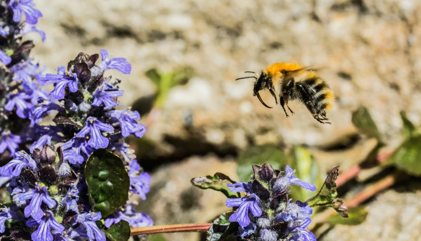 a bee is flying near flowers in the sun