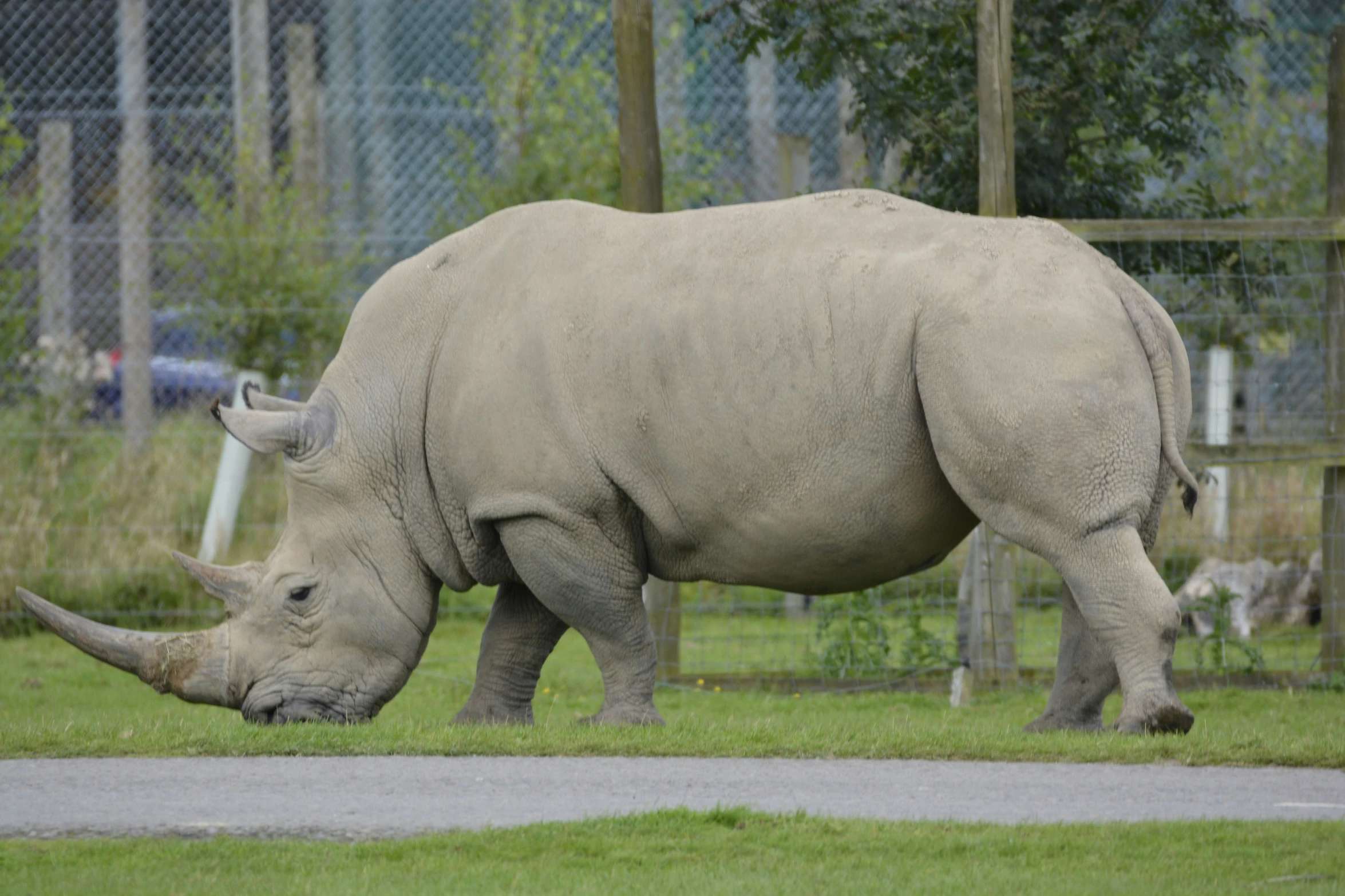 the rhinoceros are eating grass by the fence