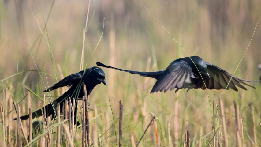 two black birds are flying in the tall grass