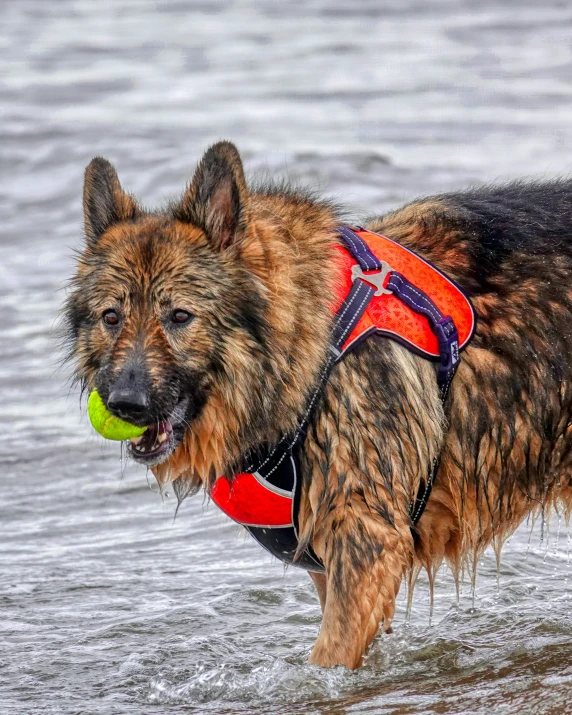 an angry looking dog with a ball in his mouth