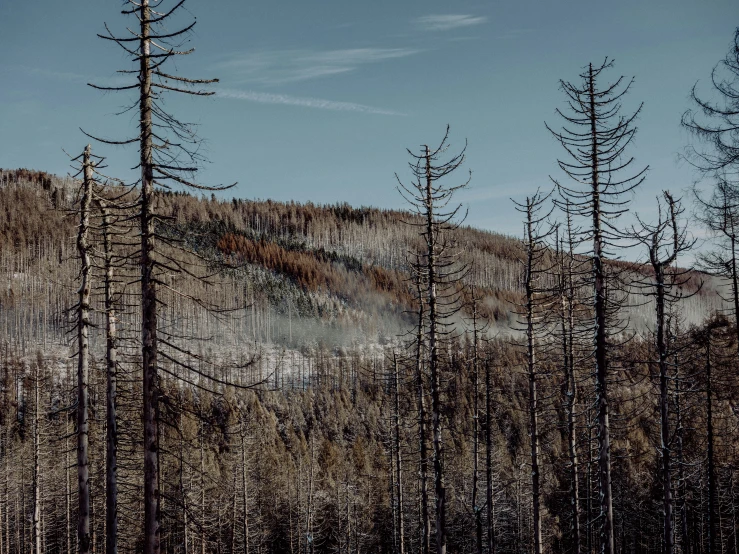 the bare forest on the mountain side is getting ready to cover up