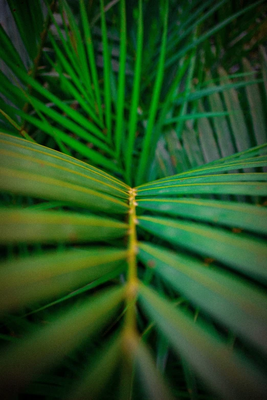 the leaves of a plant are shown at night