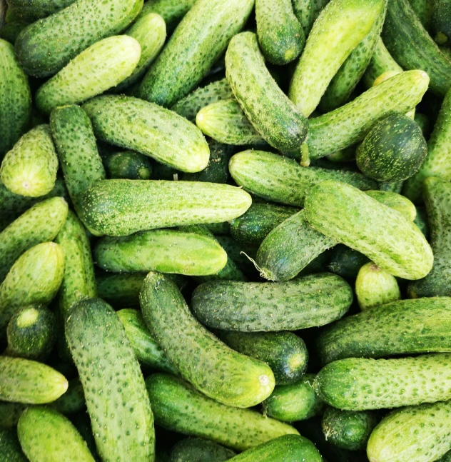 closeup of many cucumbers gathered together