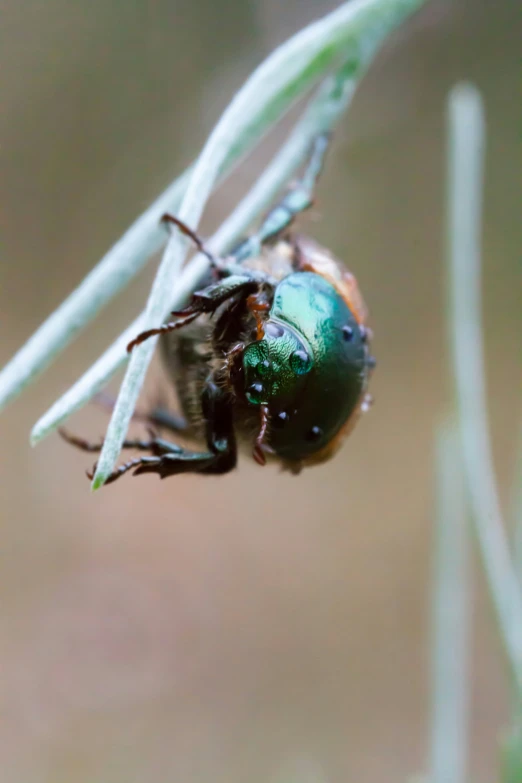 a green bug that is on some white stems