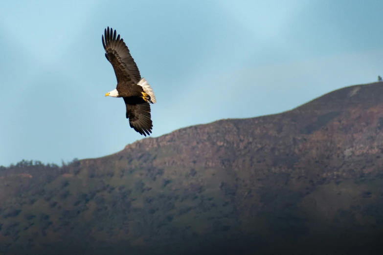 a large bird flying near the tops of a mountain