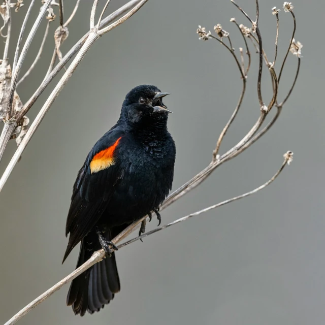 a black bird perched on top of a tree nch