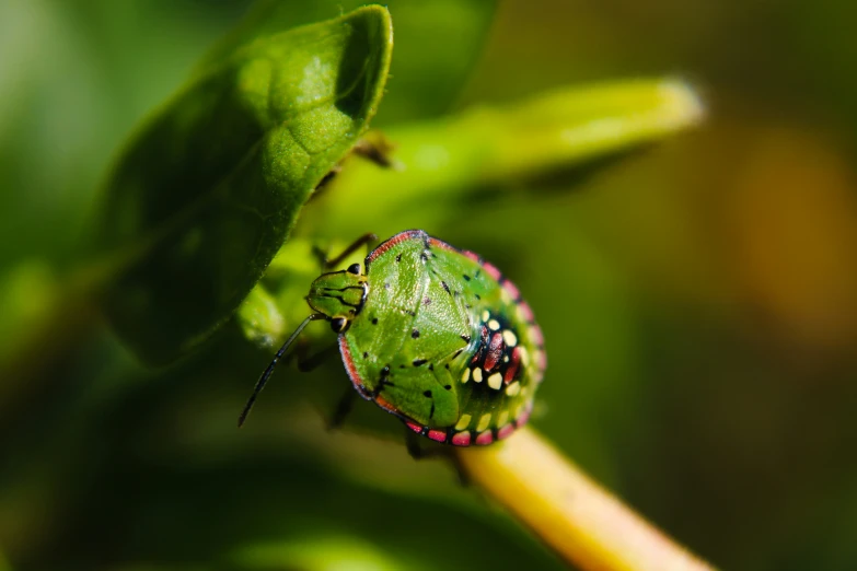 a green insect sits on a small green plant