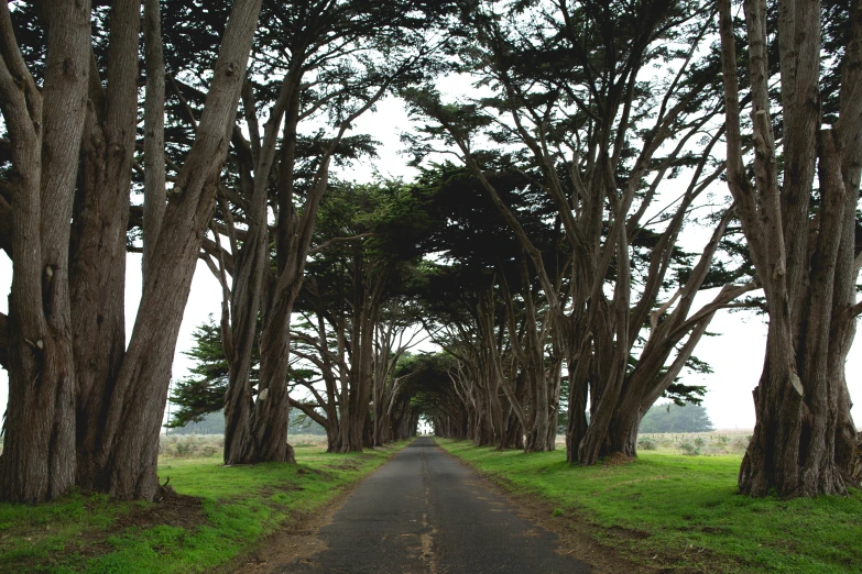 a road surrounded by trees and grass on a cloudy day