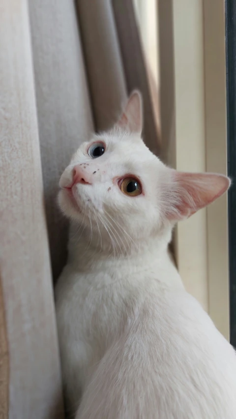 a white cat looking up with a curtain in the background