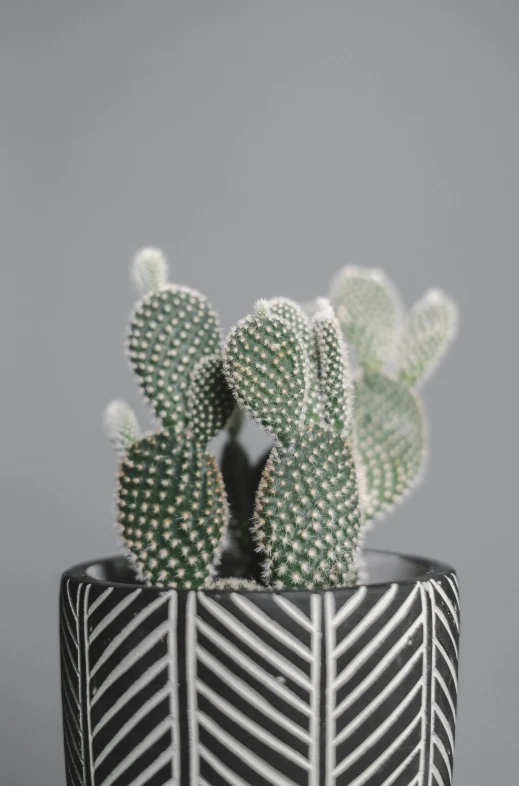 a cactus sits in a black and white pot