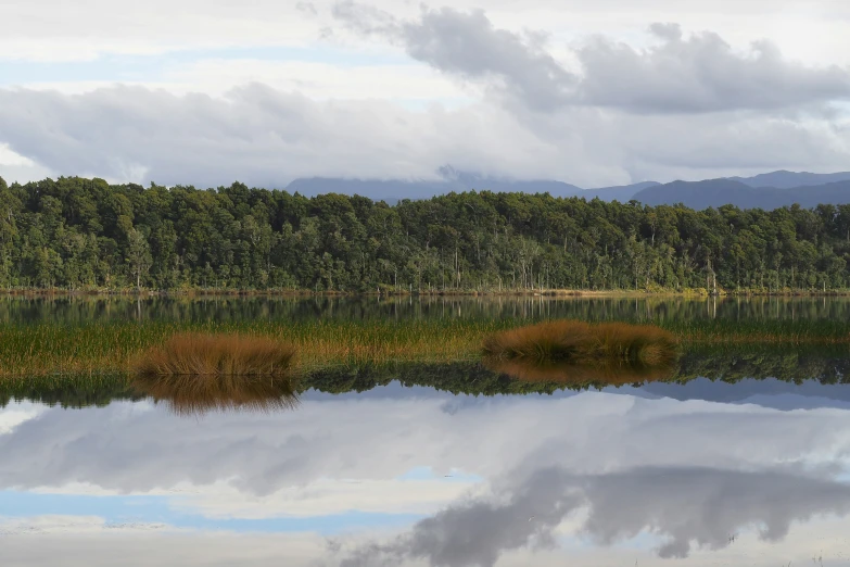 a forest with a small body of water