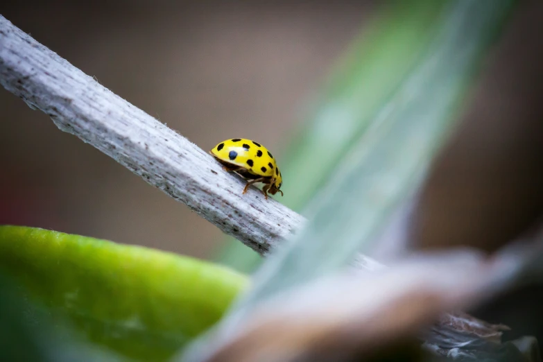 a bug on a nch sitting in the ground