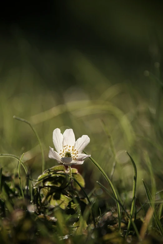 a single white flower is in the grass